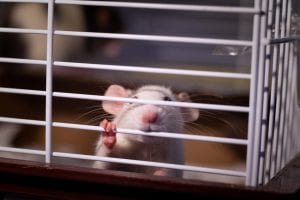 rat-experiment-in-a-cage.