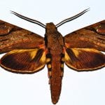 Darwin's Hawk Moth (Xanthopan morganii praedicta)