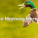 If it quacks like a duck...