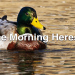 If it quacks like a duck...