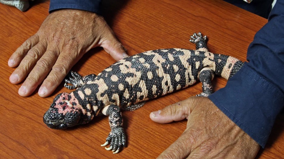 glp 1 discovery gila monster My Healthy but Waning Skepticism of Weight Loss Drugs